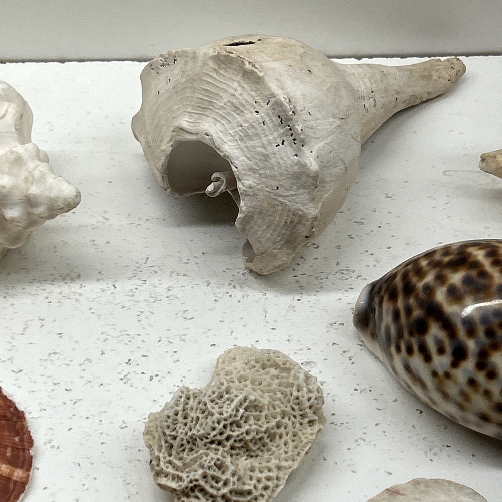 Mixed Seashell Collection Lot Conch Scallop Assorted Coastal‎ Decor - Picture 3 of 16